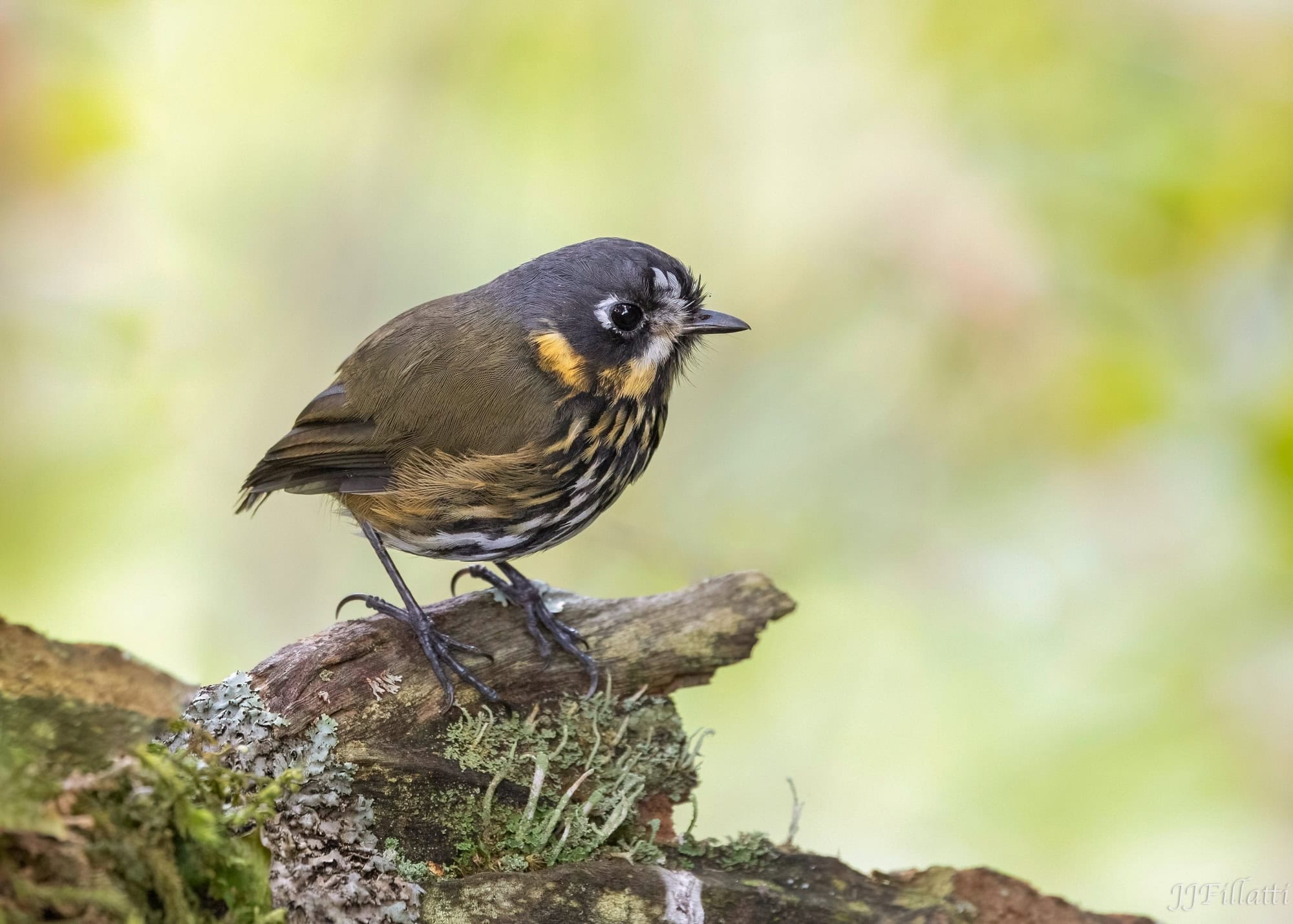 bird of colombia image 39